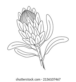 Flor dibujada a mano Protea sobre un fondo blanco aislado. Doodle, simple ilustración de contorno. Se puede utilizar para la decoración de textiles, papel y otras superficies.