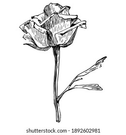 Hand drawn flower rose. Floral botanical flower. Isolated illustration element. Vector wildflower for background, texture, wrapper pattern, frame or border.