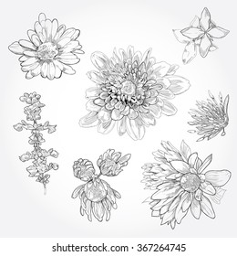 Hand drawn Flower set