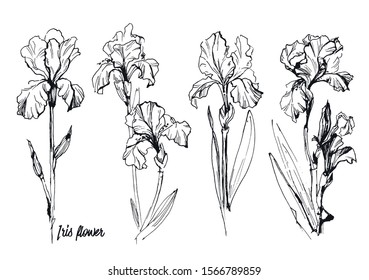 hand drawn flower set iris art