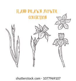 Hand drawn flower set with narcissus. Black and white sketch. Vector stock illustration. 