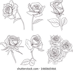 Hand Drawn Flower Set Rose Collection
