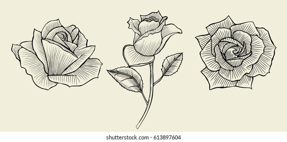 Hand drawn flower set, rose collection. Vector illustration on beige