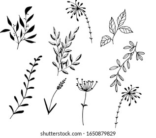 Flor dibujada a mano de ramas hechas en negro.Conjunto vectorial de elementos gráficos de la flora.