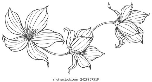 hand drawn flower, Sketch Floral Botany Collection. flower drawings. Black and white with line art on white backgrounds. Hand Drawn Botanical Illustrations.Vector.