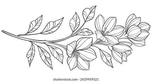 hand drawn flower, Sketch Floral Botany Collection. flower drawings. Black and white with line art on white backgrounds. Hand Drawn Botanical Illustrations.Vector.