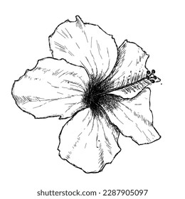 Hand drawn flower sketch hibiscus  Drawing chinese rose  Messy pencil strokes  Digital illustration created and tablet  Rose sharon syrian hibiscus