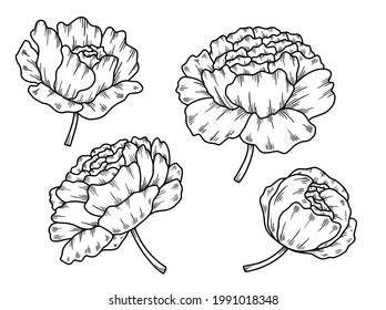 Hand drawn flower sketch line art illustration set.