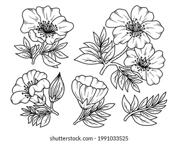 Hand drawn flower sketch line art illustration set.