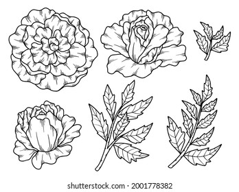 Hand drawn flower sketch line art illustration set.