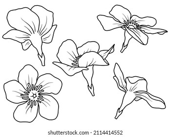 Hand drawn flower sketch line art illustration
