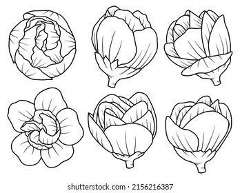 Hand drawn flower sketch line art illustration