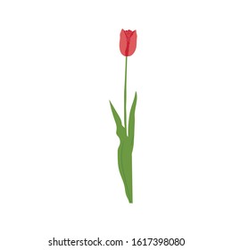 Hand drawn flower tulip with leaves.  Flower isolated on white background.  Botanical organic spring herb.   in doodle For cards and labels, books and banners.