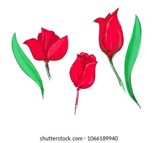 Hand Drawn flower tulip vector illustration