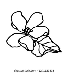 Hand drawn flower vector illustration. Apple tree flower. Floral background. Hand drawn vector botanical illustration. Template greeting card, wedding invitation banner with spring flowers. 