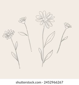 Hand drawn flower vector illustration, chamomile with stem and leaves, sketch bouquet of wildflowers