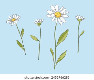 Hand drawn flower vector illustration, chamomile with stem and leaves, sketch bouquet of wildflowers