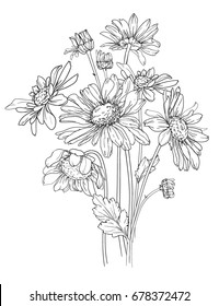 hand drawn flower vector illustration, chamomile with stem and leaves, 