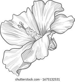 fondo aislado vectorial de flor dibujado a mano