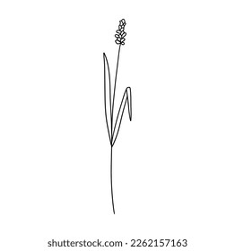 Hand drawn flower. Vector outline sketch. Line art doodle isolated on white