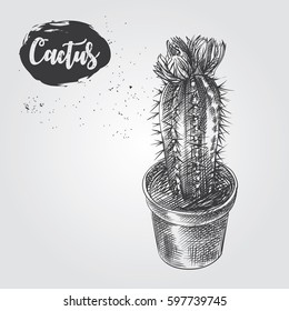 Hand drawn flowering cactus sketch isolated on white background. House plants elemenets  sketch style vector illustration.