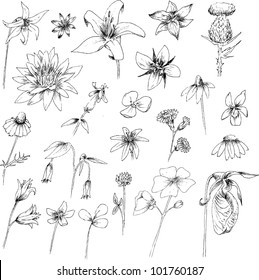 Hand Drawn Flowers