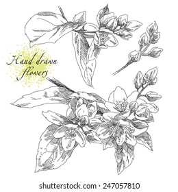 Hand drawn flowers