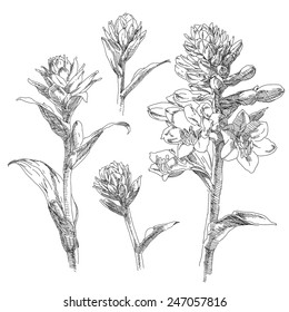 Hand drawn flowers