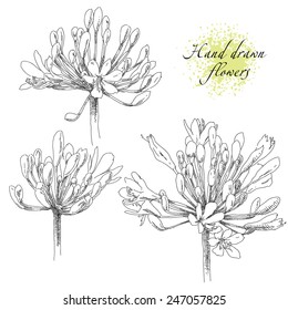 Hand drawn flowers