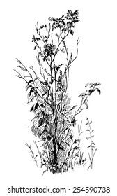 Hand drawn flowers