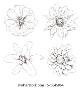 Hand drawn flowers