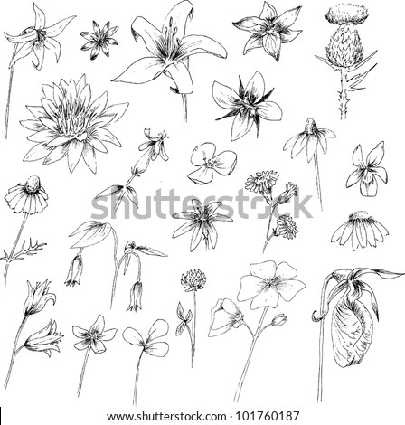 Hand Drawn Flowers Stock Vector (Royalty Free) 101760187 - Shutterstock