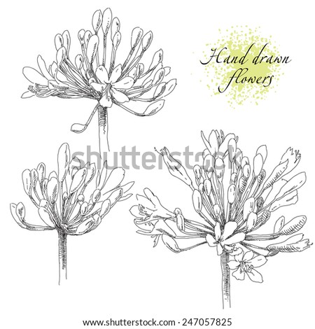 Hand drawn flowers