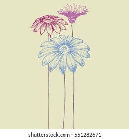 Hand drawn flowers. Beautiful daisy design for festive events