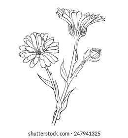 Hand Drawn Flowers - Calendula Officinalis Or Pot Marigold. Ink Style Drawing