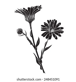 Hand drawn flowers - Calendula officinalis or pot marigold silhouette