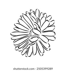 Hand drawn flowers - Calendula officinalis or pot marigold. Ink style drawing