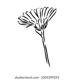 Hand drawn flowers - Calendula officinalis or pot marigold. Ink style drawing