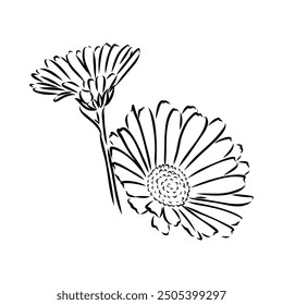 Hand drawn flowers - Calendula officinalis or pot marigold. Ink style drawing