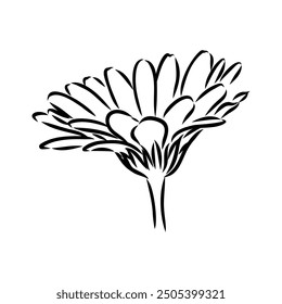 Hand drawn flowers - Calendula officinalis or pot marigold. Ink style drawing