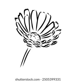 Hand drawn flowers - Calendula officinalis or pot marigold. Ink style drawing