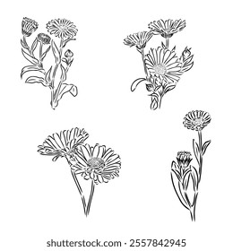 Hand drawn flowers - Calendula officinalis or pot marigold. Ink style drawing