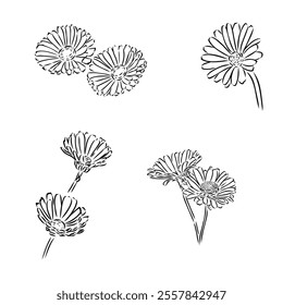 Hand drawn flowers - Calendula officinalis or pot marigold. Ink style drawing