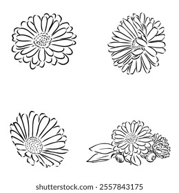 Hand drawn flowers - Calendula officinalis or pot marigold. Ink style drawing