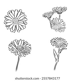 Hand drawn flowers - Calendula officinalis or pot marigold. Ink style drawing