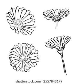 Hand drawn flowers - Calendula officinalis or pot marigold. Ink style drawing