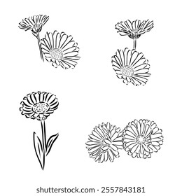 Hand drawn flowers - Calendula officinalis or pot marigold. Ink style drawing