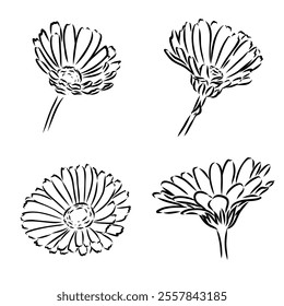 Hand drawn flowers - Calendula officinalis or pot marigold. Ink style drawing