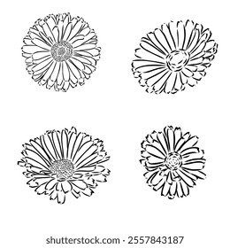 Hand drawn flowers - Calendula officinalis or pot marigold. Ink style drawing