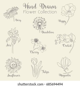 Hand Drawn Flowers Collection - vector illustration set, eps10